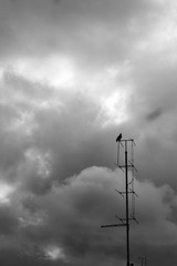 _DSC3475