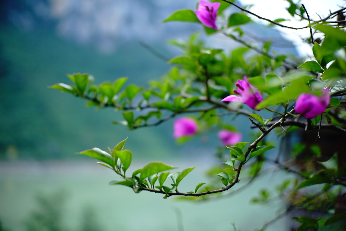 初春,花红柳绿
