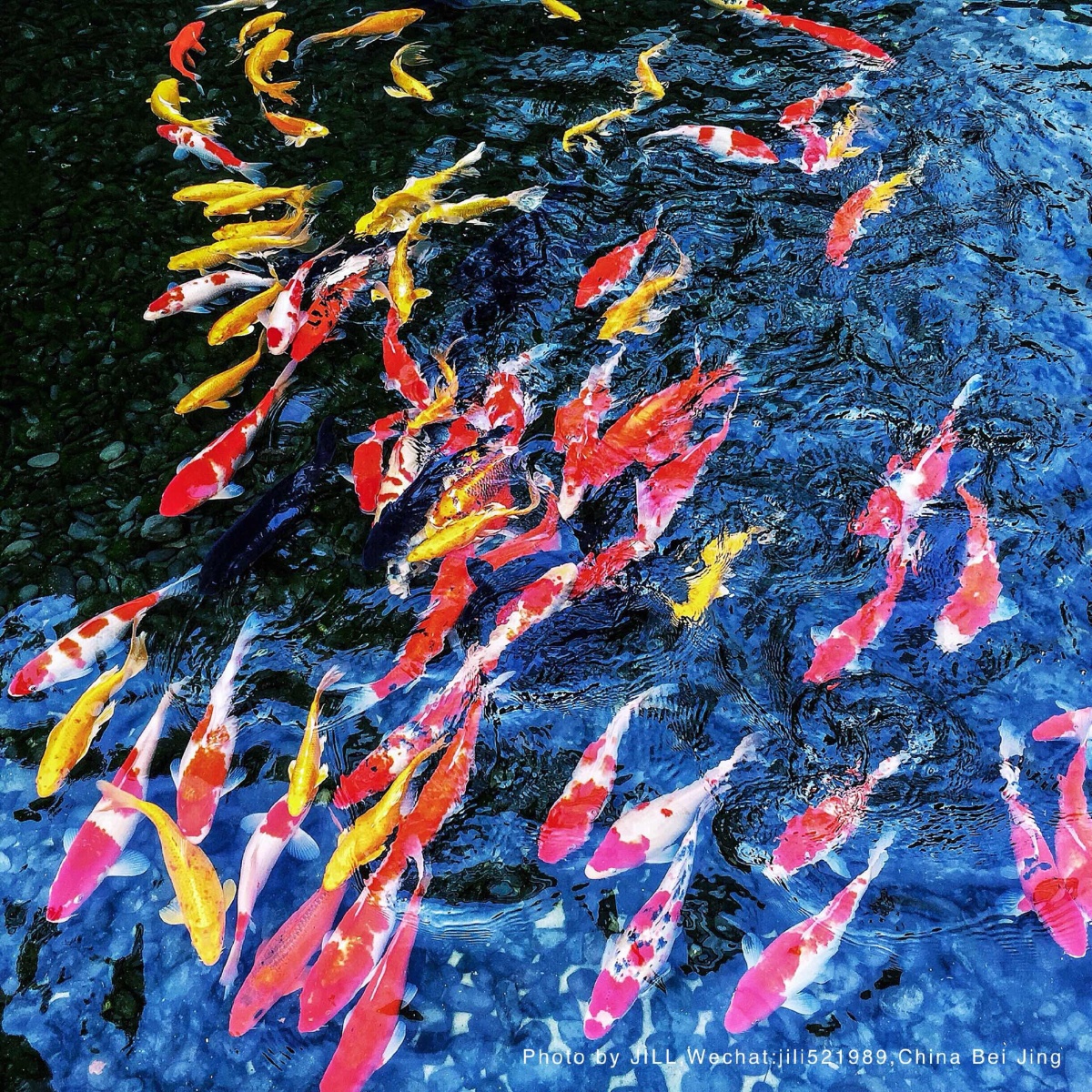 如鱼得水的鱼池鱼笼鸟的人