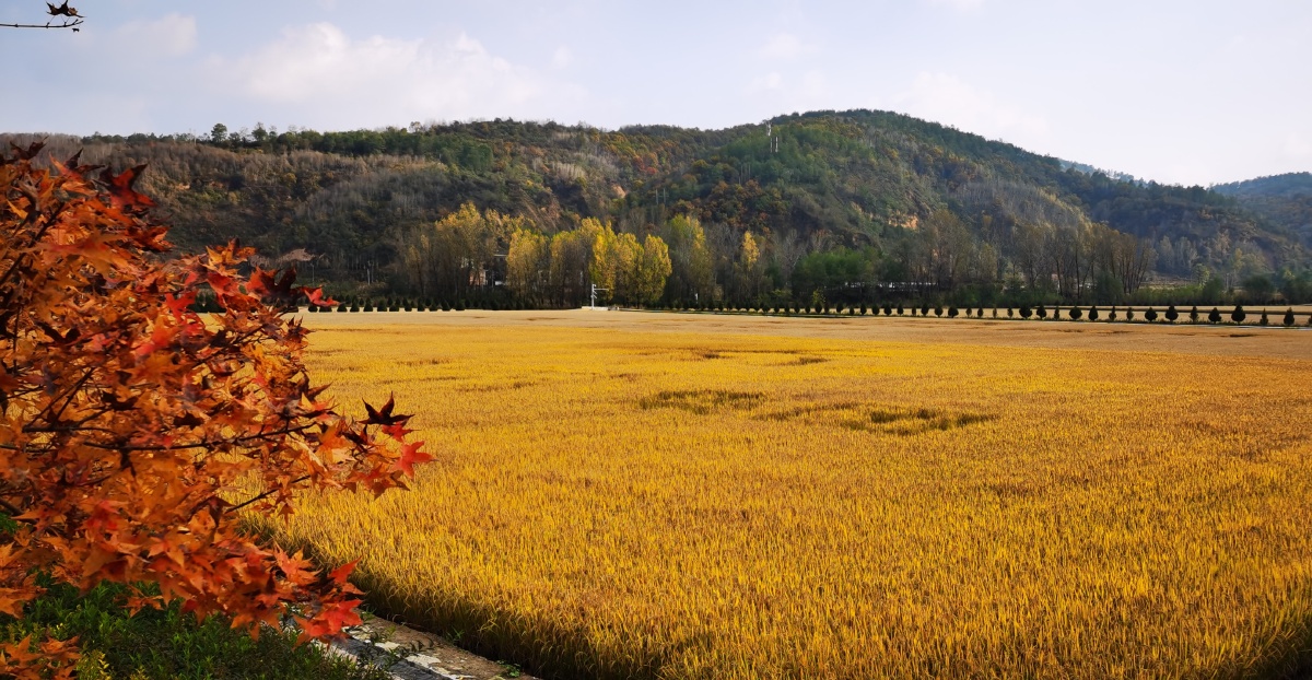 南泥湾陕北好江南秋景如画2021年10月20日美丽的南泥湾北方的好江南