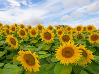 Sun flower in France
