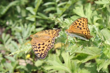 IMG_3448_副本.jpg