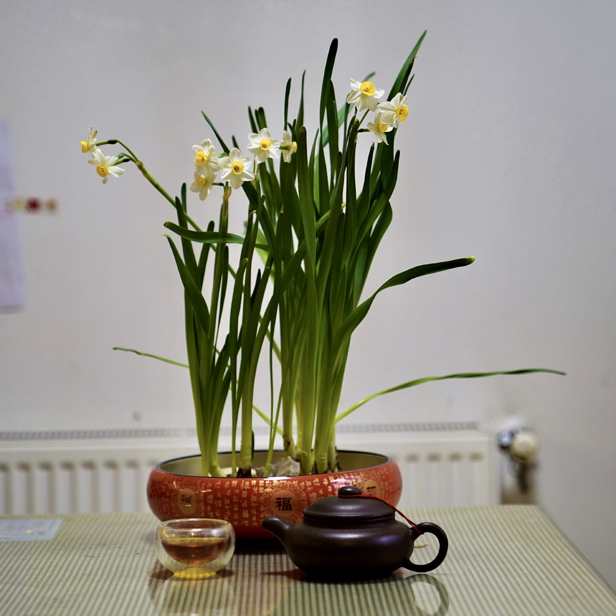 水仙花美丽浓香的水仙花在屋内开花满屋飘香