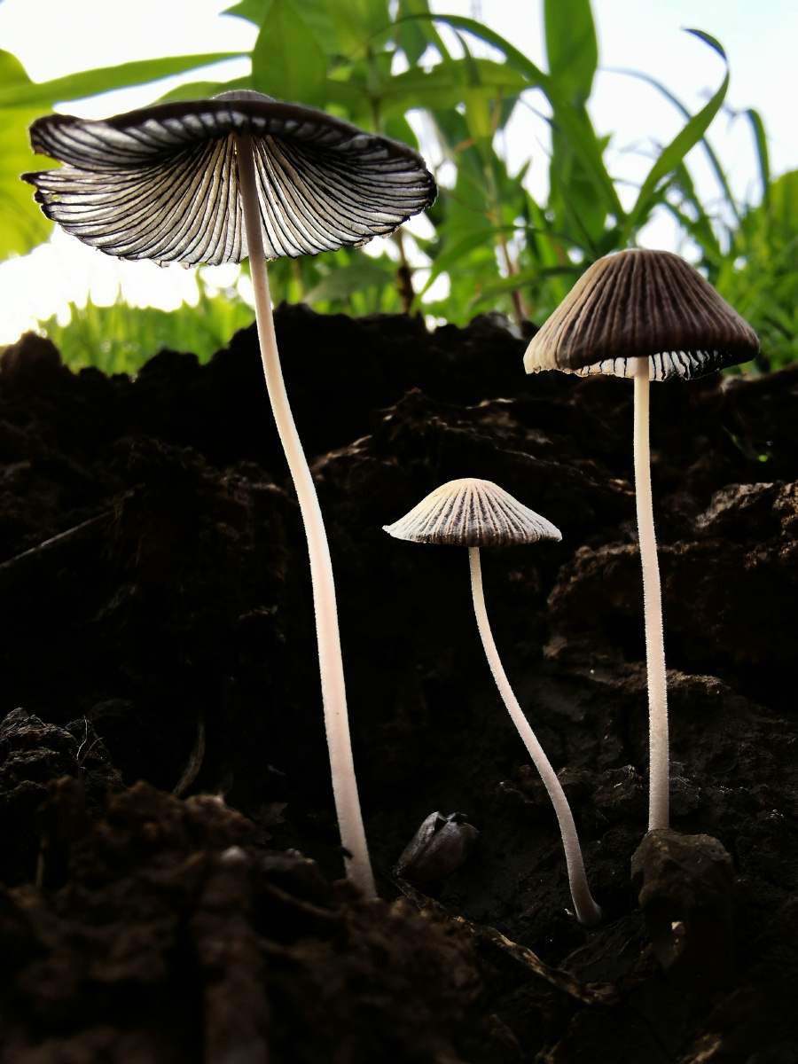 黑土地上的小蘑菇