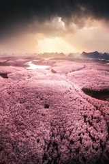 人间三月芳菲始