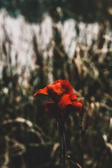 698B5D64-FB66-4AAF-B2D2-6E2DB84A23C5/L0/001