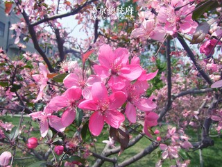 总统府3