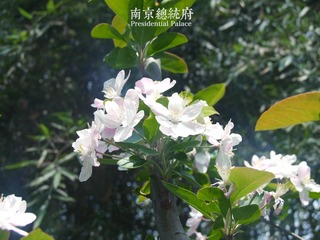 总统府4