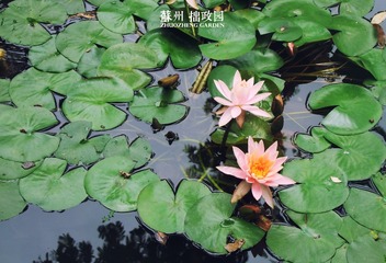 拙政园7