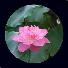 荷花9.jpg