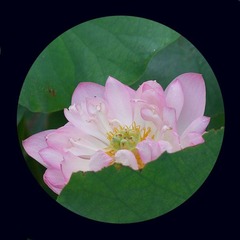 荷花6.jpg