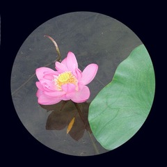 荷花5.jpg