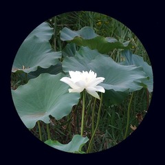 荷花3.jpg