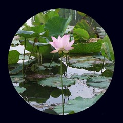 荷花4.JPG