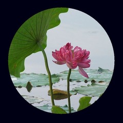 荷花1.jpg