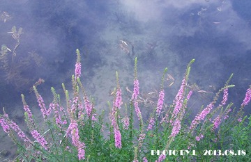 水边花.jpg