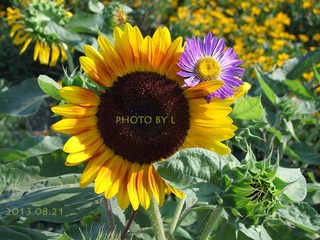 sunflower