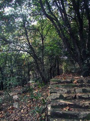 樱园3