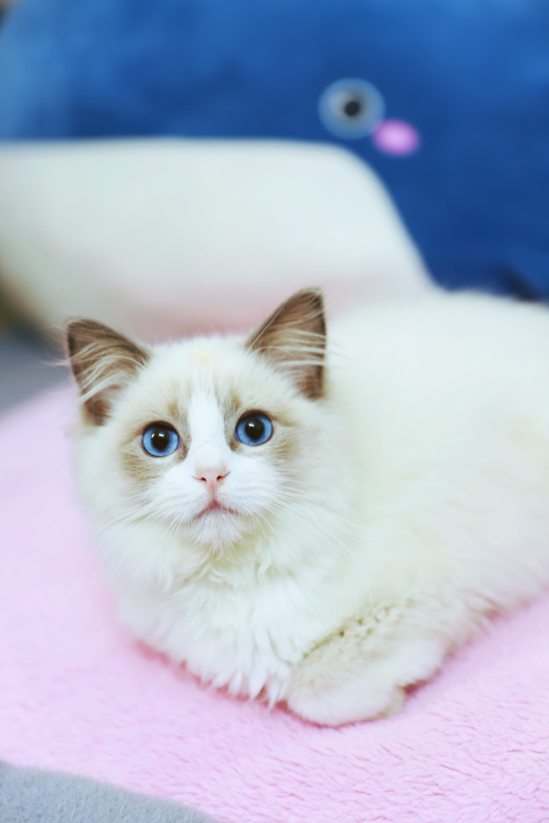 布偶猫 - 浮世微尘 - 图虫