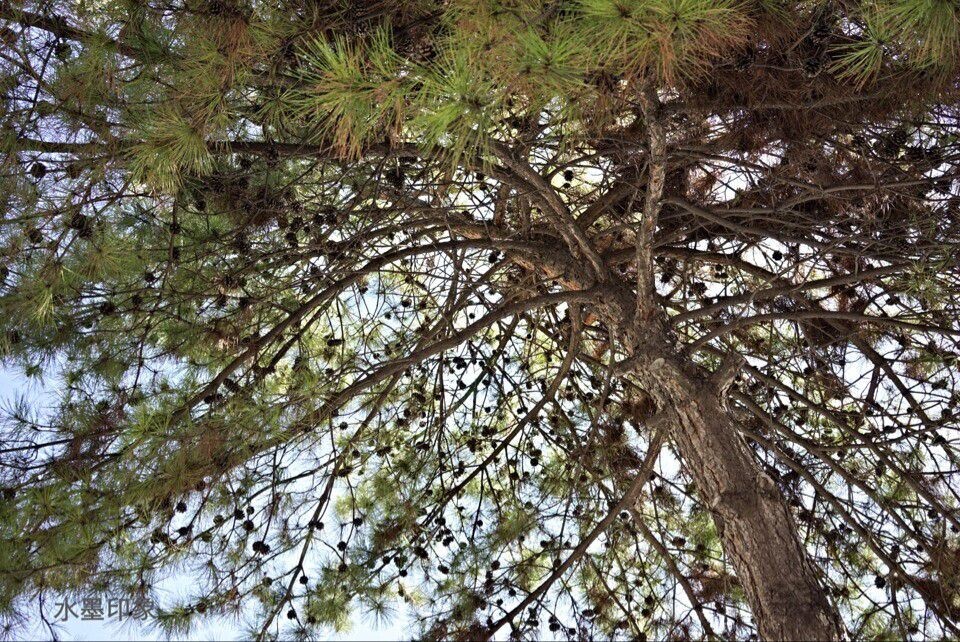 仰望天空，阳光从缝隙中溢出，仿佛时间都静止了。原片