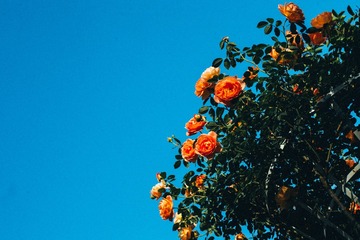 1000180953