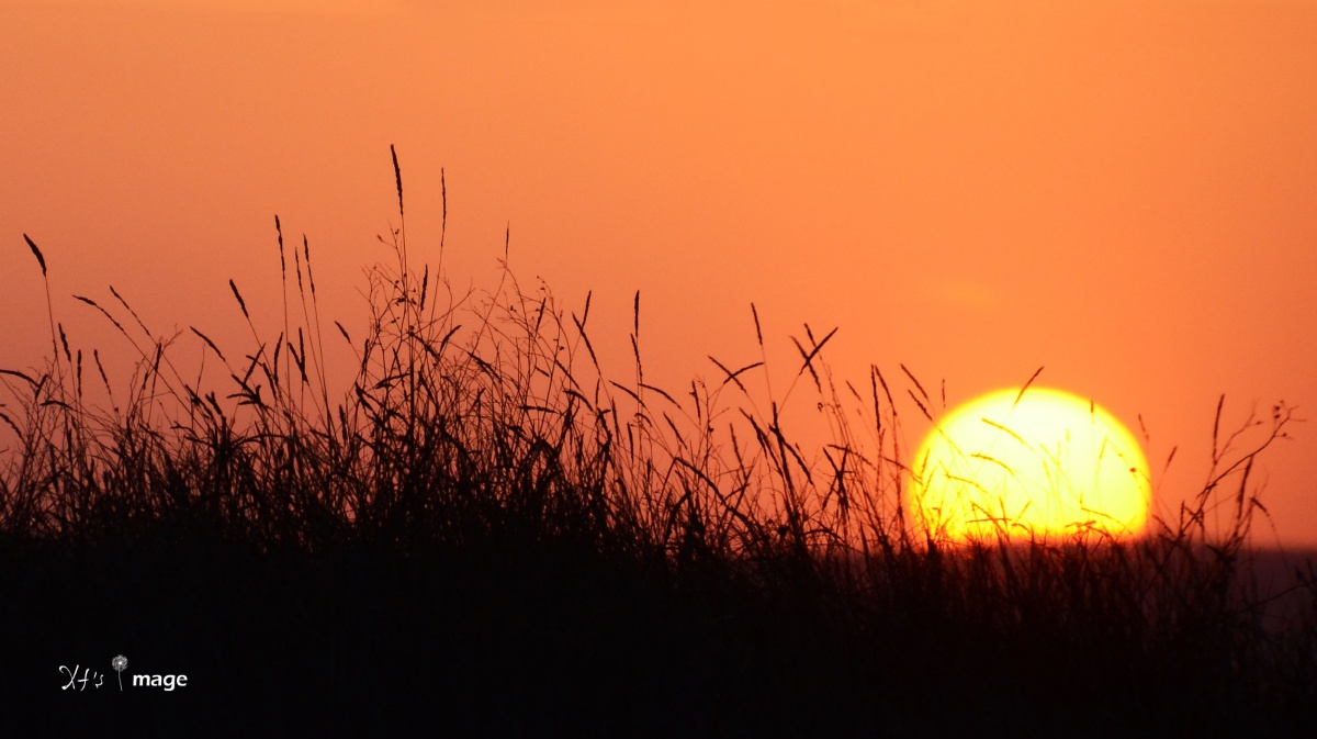 落日与野草最配