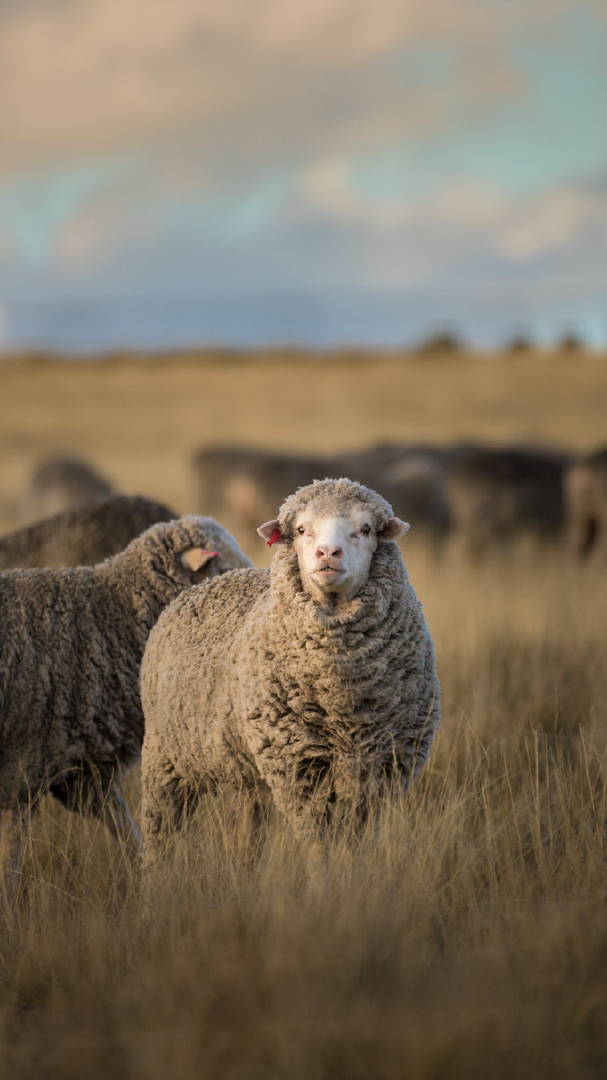 夕阳下远去的羊群,忽然一只羊转过来远远的看着我举起的镜头