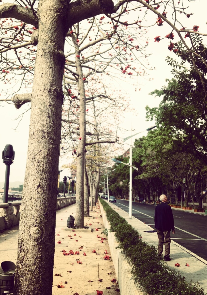 他,独自在江边散步. br /> 苍劲的木棉,花落了一地.