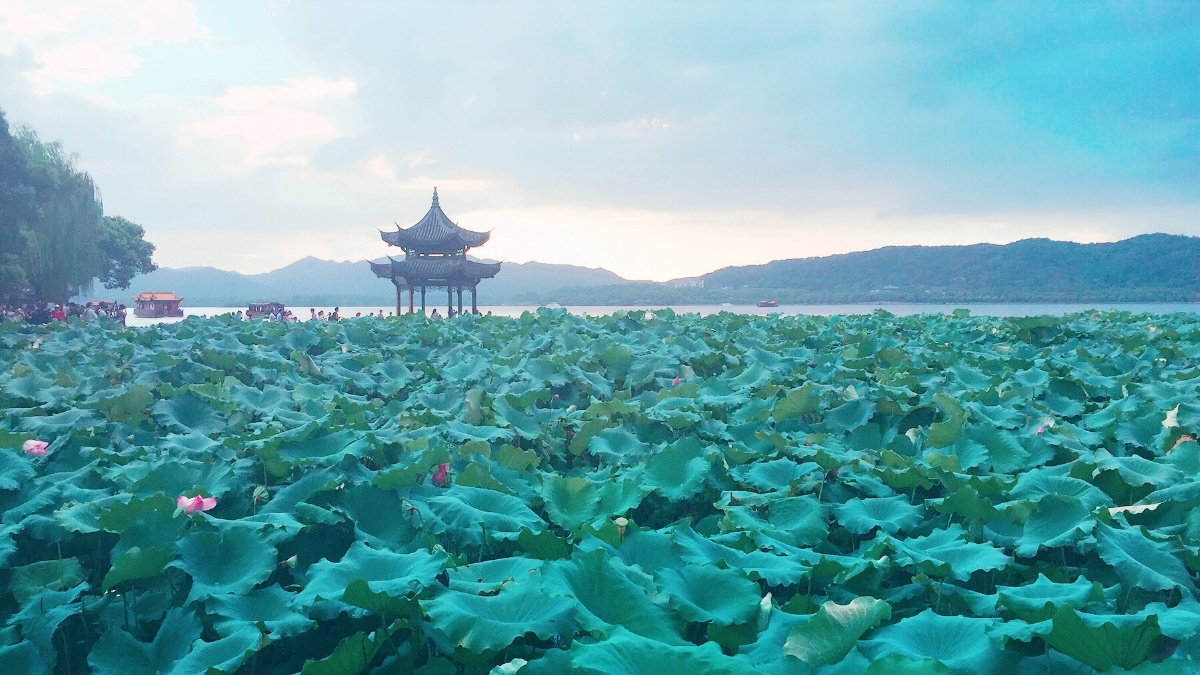 第一次到西湖随手一拍的荷叶