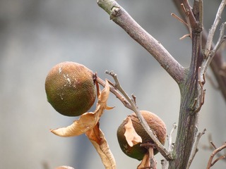 IMG_1374.JPG
