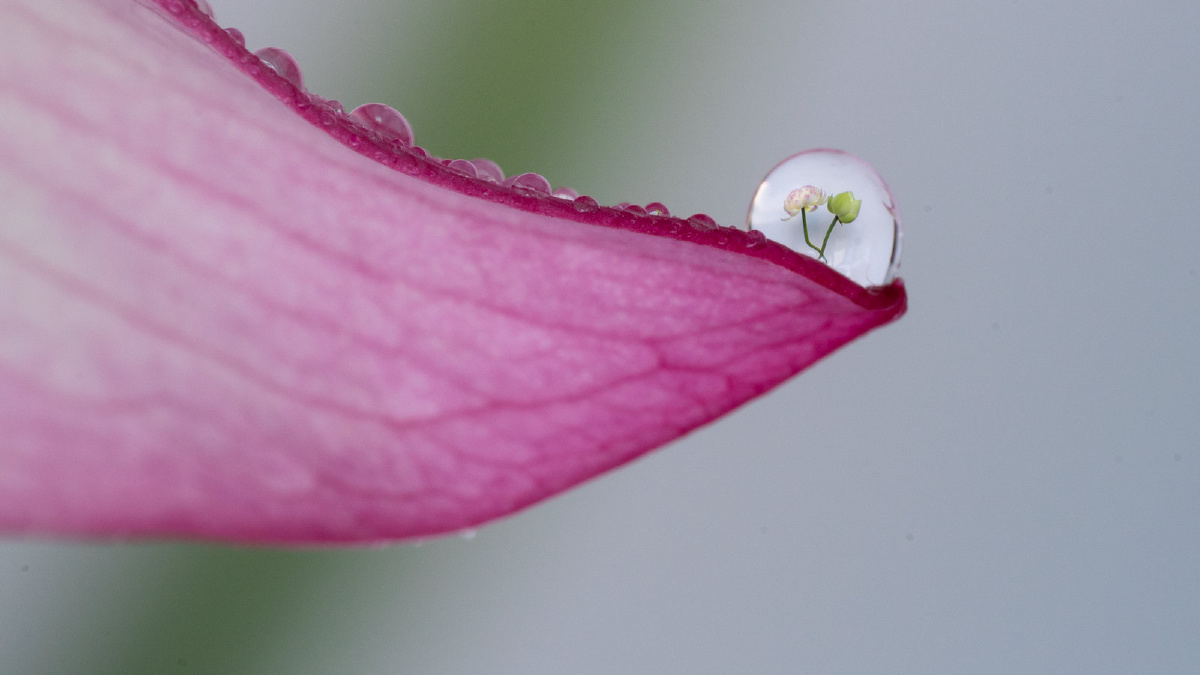 大水滴映射小荷花
