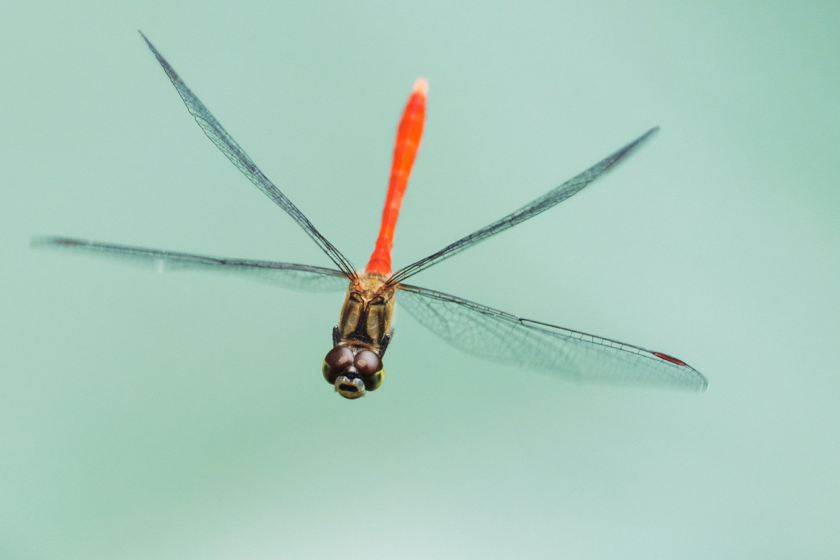 飞行中的蜻蜓