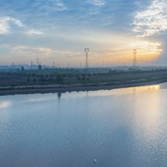 晨曦下的白鹭