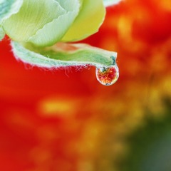 水滴中盛开的花朵