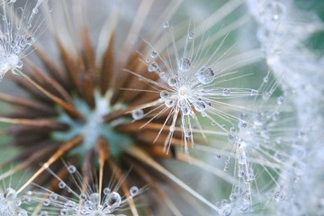 蒲公英的小世界