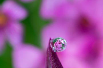 小水滴中的花