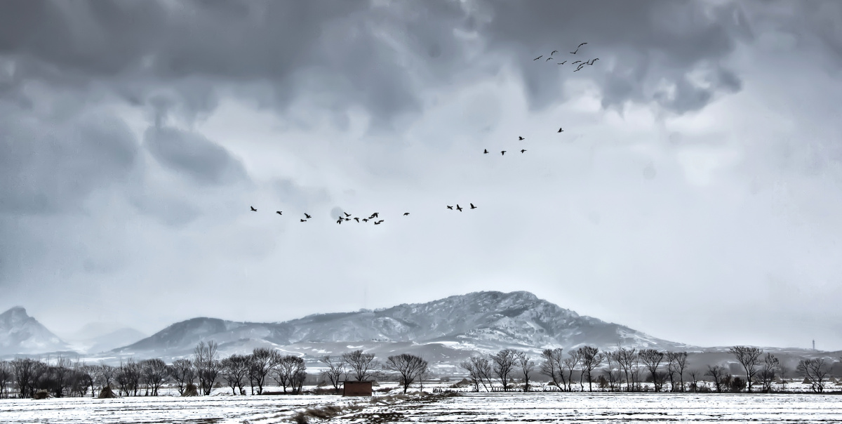 风雪雁归