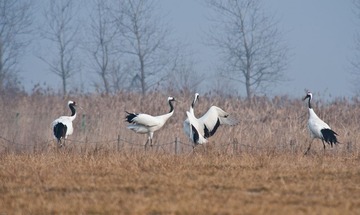 20120131-_DSC0099.jpg