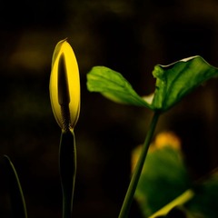 滴水观音
