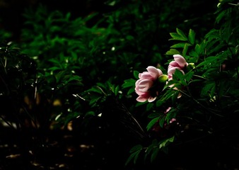 牡丹10
