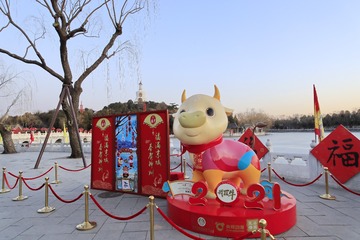 牡丹12