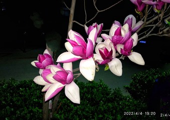1120066