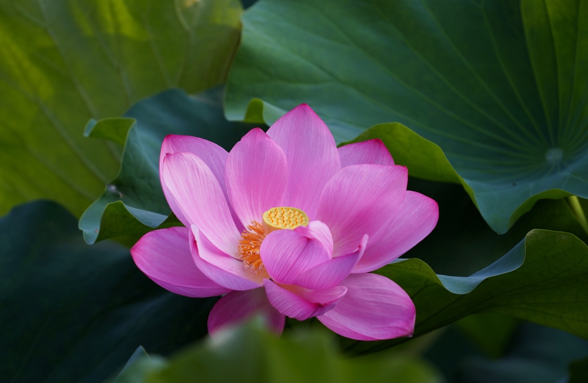 莲意组图1dsc000552021年7月14日