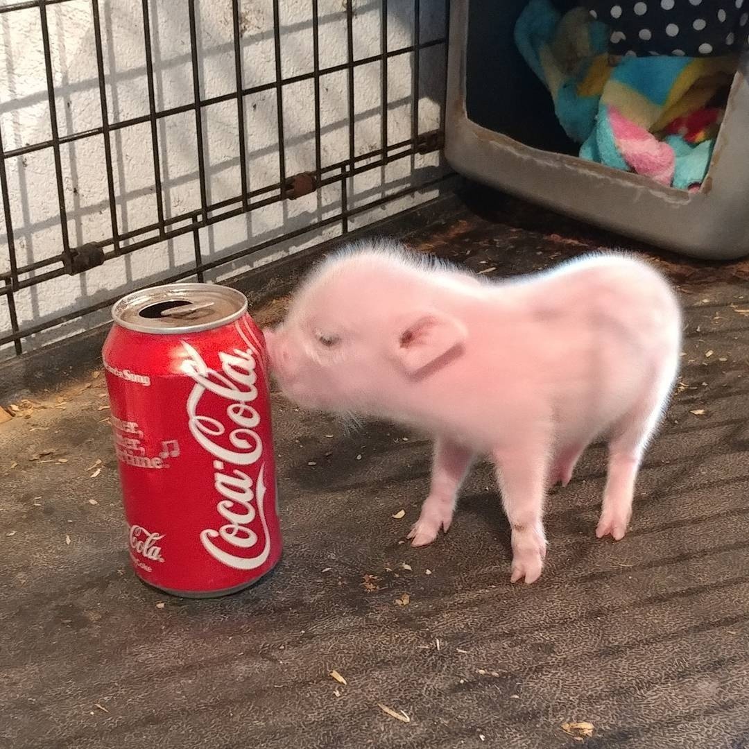 小猪喝可乐