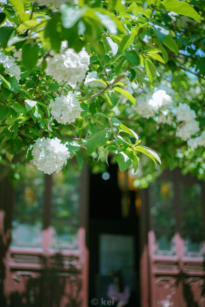 摄于南京清凉山崇明书院绣球花