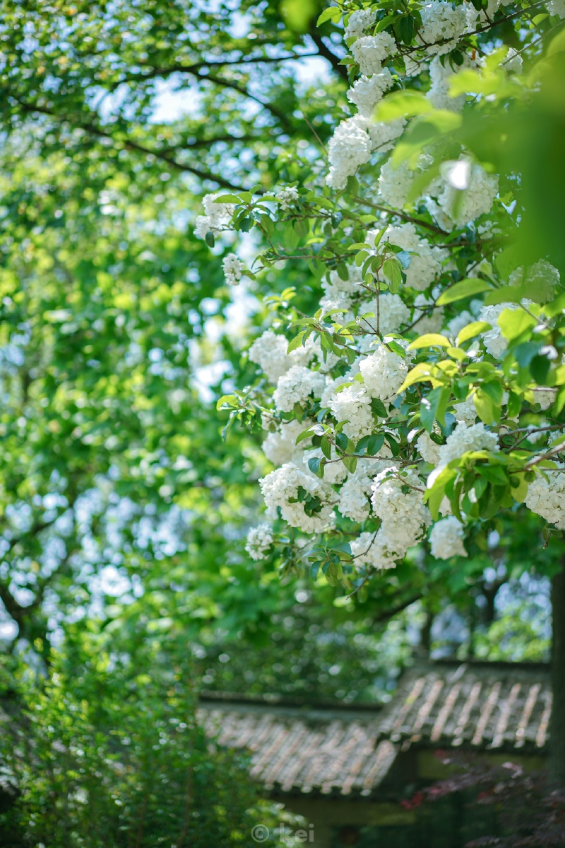 摄于南京清凉山崇明书院绣球花