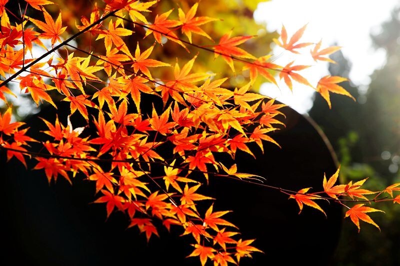 枫叶红时美如画