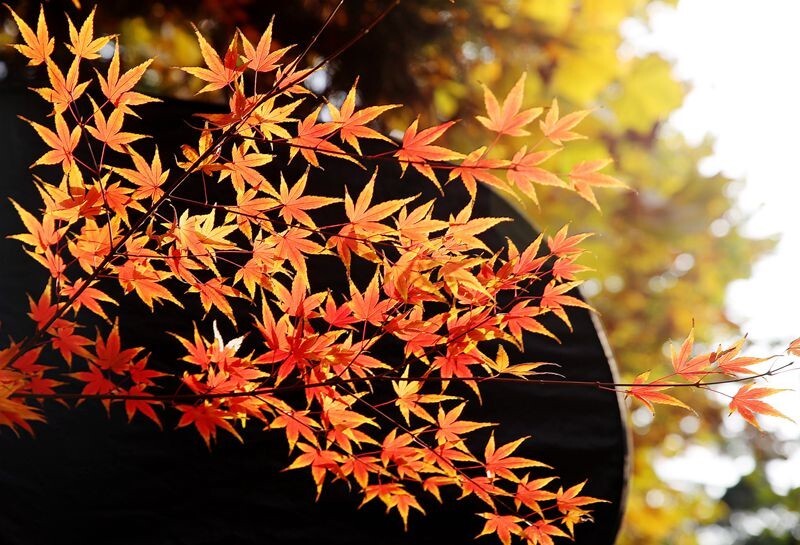 枫叶红时美如画