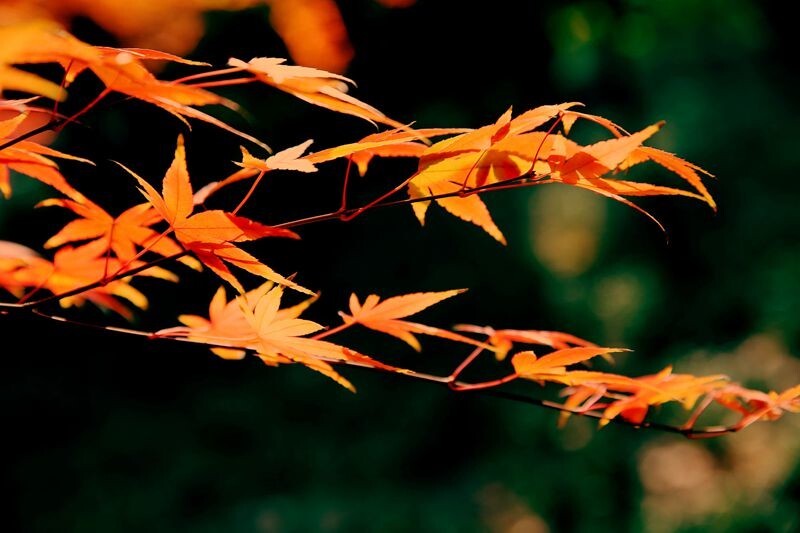 枫叶红时美如画