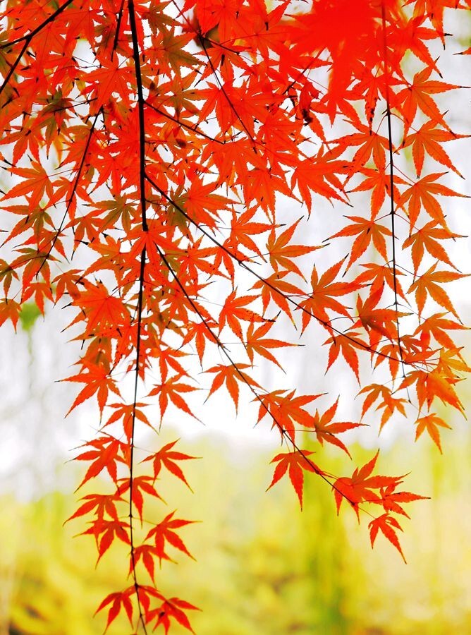 枫叶红时美如画